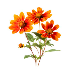 bouquet of orange flowers on transparent background PNG