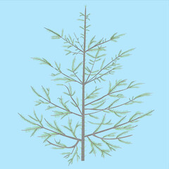 Evergreen tree, fir tree. A trunk is drawn, many branches covered with thorns.
