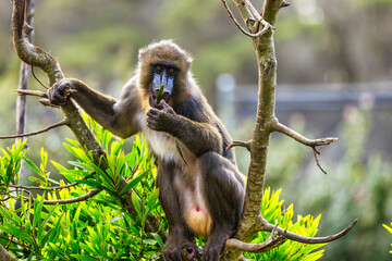 Portrait of the adult mandrill in its natural habitat close up, animal welfare concept