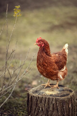 Photo of a village chicken in the autumn garden.