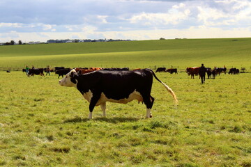 Cows in a pasture in England 