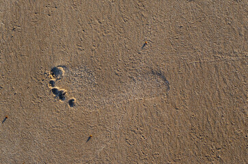 Fototapeta na wymiar A single footprint in the Sand at the beach.