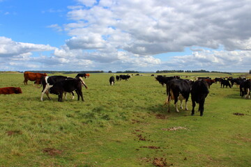 Cows in a pasture in England 