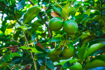 Limes on Tree