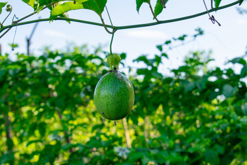 Passion Fruit on vine
