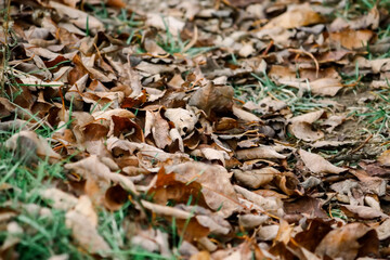 Fall leaves on the ground in autumn forest.