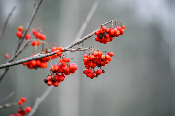 Red rowanberry in winter forest.