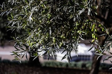 Some olives on the branches of an olive tree surrounded by green leaves in an urban park in Madrid