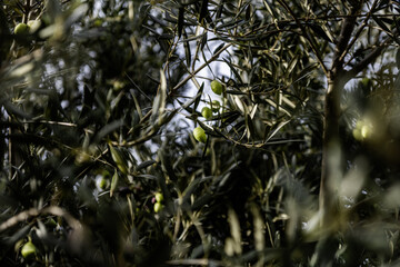 Some olives on the branches of an olive tree surrounded by green leaves