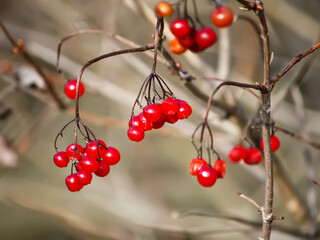 Red viburnum vulgaris berries in the autumn garden.