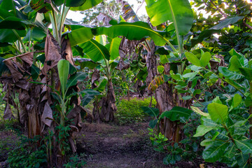 Plantain Trees