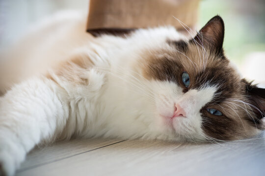 Beautiful young white purebred Ragdoll cat with blue eyes.