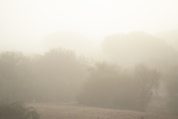 Fototapeta na wymiar Día de niebla
