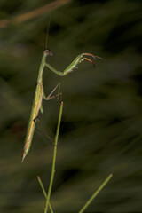 Mantis religiosa, también conocida como: Santateresa