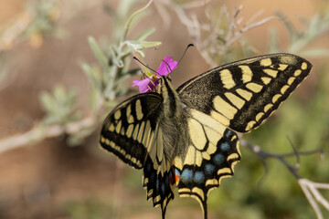 Mariposa Papilio machaón