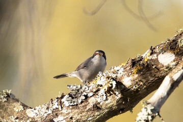 Currucas cabecinegra (Sylvia melanocephala)