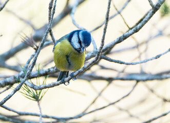 Cyanistes caeruleus (Herrerillo común)