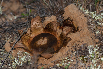 Hygroscopic earthstar (Astraeus hygrometricus)