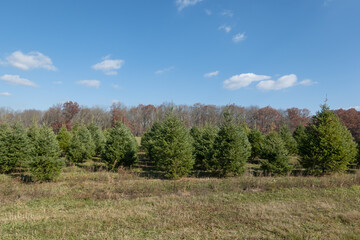 Christmas Tree Farm in Fall