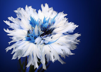 Blue, black, and white flower inspired by Estonian national flower, - cornflower, centaurea cyanus, bluebottle, hurtsickle. - obrazy, fototapety, plakaty