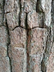 bark of a tree
