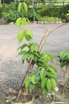 Diplopterys cabrerana flower plant on farm
