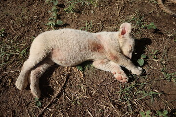 Obraz premium Lion Baby