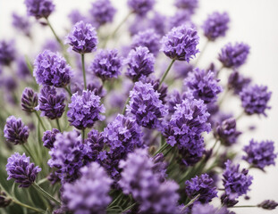 Obraz premium lavender flowers close up