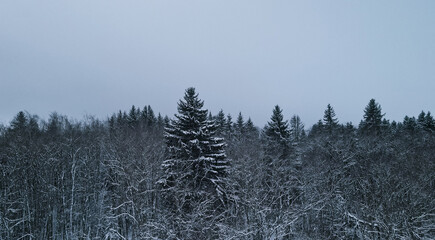 Christmas tree in winter in the snow
