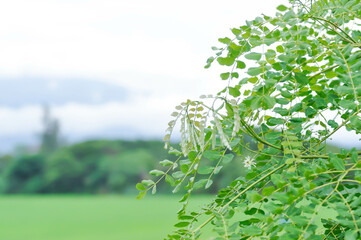 sky , tree and mountain background or Senna siamea