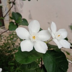 falling white flowers