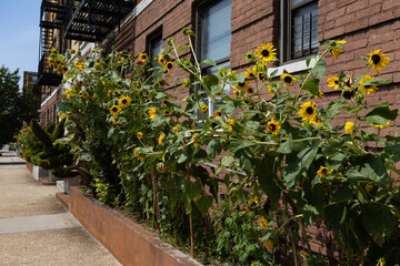 Fototapeta na wymiar Beautiful Sunflowers along the Sidewalk in Astoria Queens New York during the Summer with Residential Buildings