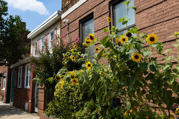 Fototapeta na wymiar Beautiful Sunflowers along the Sidewalk in Astoria Queens New York during the Summer with Residential Buildings