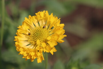 bees on yellow flower