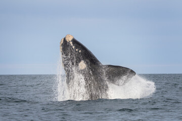 Naklejka premium Southern right whale is breaching near the Valdés peninsula. Right whales is playing on the surface. Rare whales near the Argentinian coast. Atlantic ocean and whales who live there.