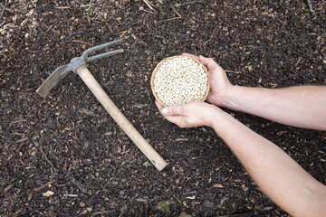 gardener's hands hold pea seeds on fertile soil for planting next to a hoe