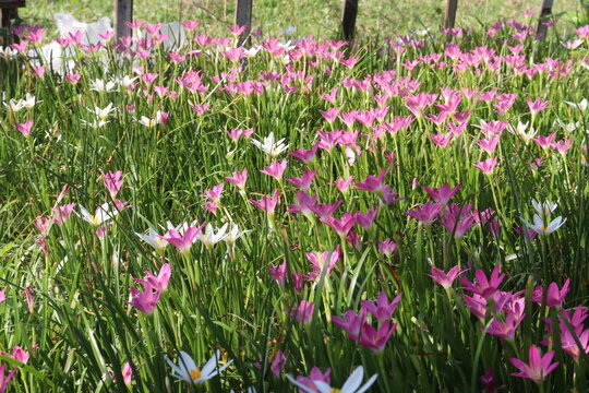 Pink Colored Autumn zephyrlily plant on farm