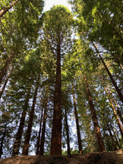 beautiful green forest with sequoias, natural landscape