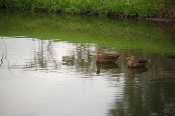 Two Mexican ducks couple in retention pond in Florida, Looking to left brown feathers and beaks. Reflection's of clouds and ducks in calm water,
