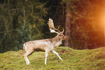 Side view of a red deer stag facing the camera with new growing antlers. The sunlit wildlife mammal has brown fur and vivid orange velvet. The herbivore is watching attentively in the field