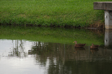 Two Mexican ducks couple in retention pond in Florida, Looking to left brown feathers and beaks. Reflection's of clouds and ducks in calm water,