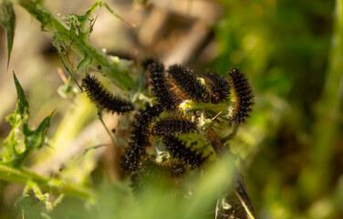 Infestation of black, hairy caterpillars on plants.