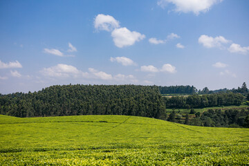 landscape with sky and clouds plants vegetation agriculture tea leaves farm farming rural countryside in Kiambu County Central province Kenya east Africa