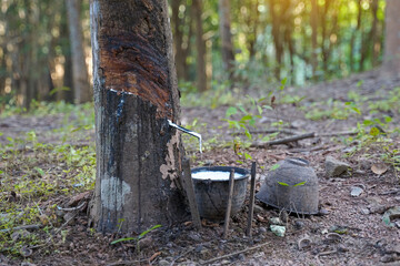 The cuts on the rubber trees allow the white latex to flow into the latex cups that the gardeners...