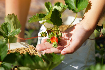 A child picks strawberries in a plot planted in a nursery bag.Soft and selective focus.