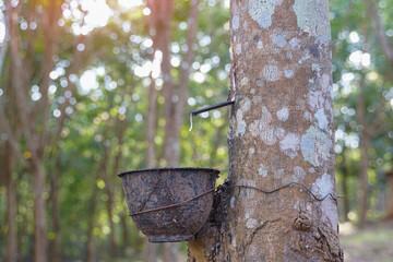 The cuts on the rubber trees allow the white latex to flow into the latex cups that the gardeners...