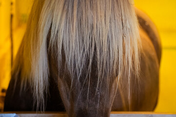 Close-up of horse mane of brown horse