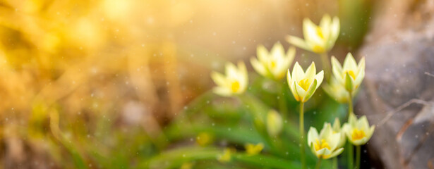 Spring flowers under the rays of sunlight. Snowdrops close-up. Beautiful landscape of nature. Hi...