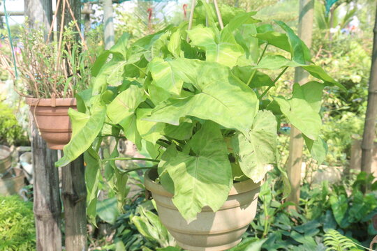 Arrowhead plants on farm for sell