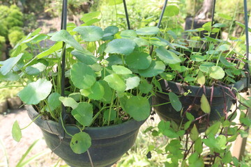 Centella asiatica leaf plant on farm